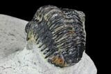 Bargain, Gerastos Trilobite Fossil - Morocco #87573-3
